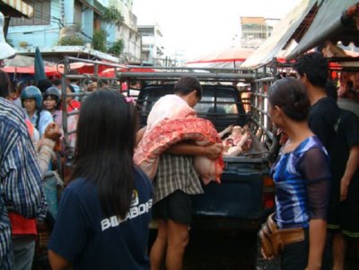 COMERCIO - TRANSPORTE CARNE